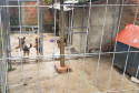 PCPR fecha canil clandestino e resgata animais em situação de maus-tratos na RMC