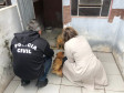 PCPR autua médica veterinária suspeito de maus-tratos a animais em Curitiba