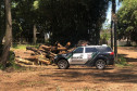 PCPR prende homem por corte ilegal de árvores em Curitiba