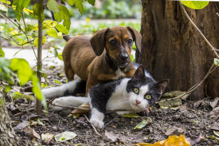 Cão e Gato