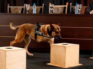 K9 Raio retorna a operações da PCPR após aposentadoria para tratamento contra câncer