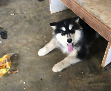 Cão sob um banco de madeira, em ambiente precário.