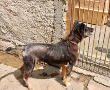 Animal preso em coleira curta e com machucados por todo o corpo. 