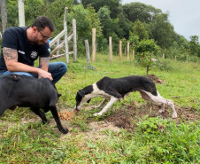 Cães em situação de maus-tratos