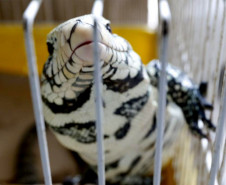 Animal sozinho preso em uma gaiola