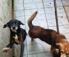 Dois cães em situação de maus tratos