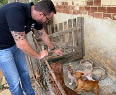Policial civil observa diversos cães em situação de maus-tratos