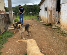 Policial civil observa o local, entre diversos cães em situação de maus-tratos