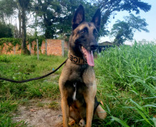 Cão da polícia civil