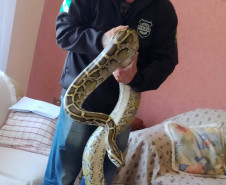 Policial civil segura cobra no interior da residência