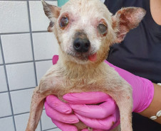 Mulher segura cão em situação de maus-tratos