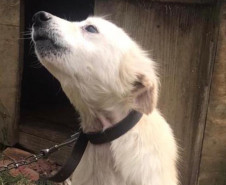 Cachorro em situação de maus-tratos