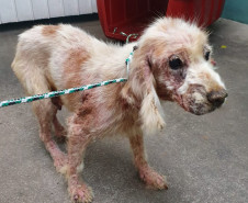 Cachorro preso, em situação de maus-tratos