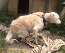 Cachorro em situação de maus-tratos