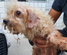 Pessoa segura cão em situação de maus-tratos
