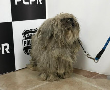Cachorro em situação de maus-tratos