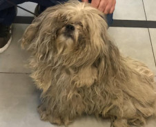 Cachorro em situação de maus-tratos