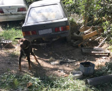 Cachorro em situação de maus-tratos