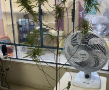 Pé de maconha apreendido durante operação