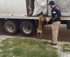 Apreensão de 3,1 toneladas de maconha