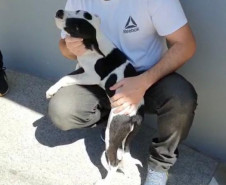 Um cão filhote junto a uma pessoa
