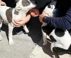 Dois cães filhotes junto a algumas pessoas