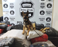 Cão farejador da polícia civil sobre diversos pacotes de droga empilhados. Ao fundo, banner da polícia civil