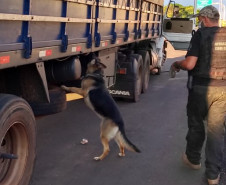 Policial civil com cão farejador procurando drogas em caminhão