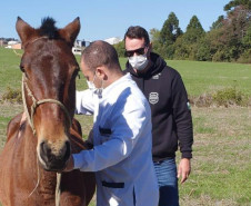 Delegado junto a veterinário examinando cavalo resgatado