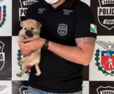 Cão