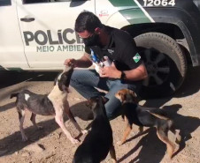 Cão resgatado sendo alimentado, junto a o outros cães.