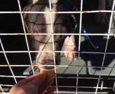 Cao resgatado no interior de uma gaiola, sendo alimentado