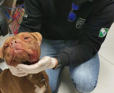 Cachorro machucado 