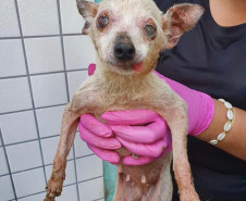 Policial civil segurando cão resgatado