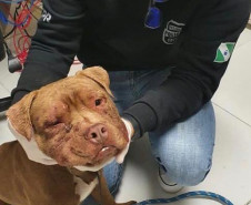 Policial civil segurando cão resgatado