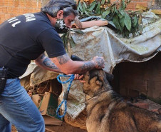 Policial civil com um dos cães resgatados
