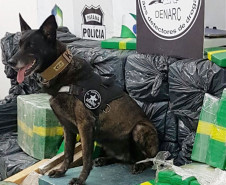 Cães PCPR