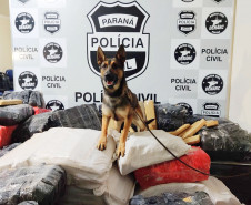 Cães PCPR