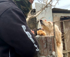 PCPR resgata cães de raça vítimas de maus-tratos em Curitiba