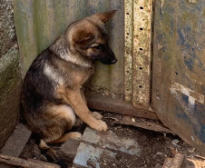 Filhote de cão em situação de maus-tratos