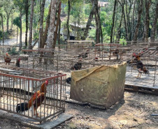 Diversas aves em gaiolas espalhadas no chão