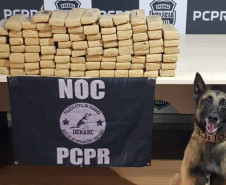 Cão policial posa para foto ao lado de tabletes de droga apreendida