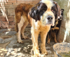 Cães resgatados em local insalubre