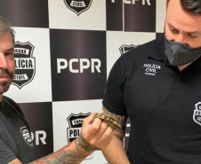 Policial civil segurando cobra resgatada