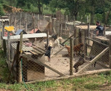 Policial civil observa local onde animais sofrem maus-tratos