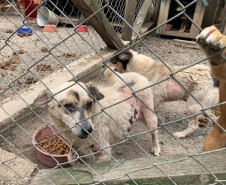 Vários cães em situação de maus-tratos