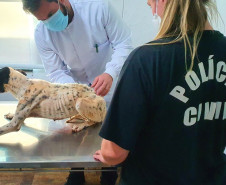 Policial civil observa veterinário examinando cachorra