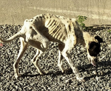 Cachorra que sofria maus-tratos