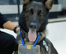 Cão policial homenageado
