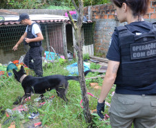 Equipe acompanha de cão da PCPR faz busca em endereço suspeito